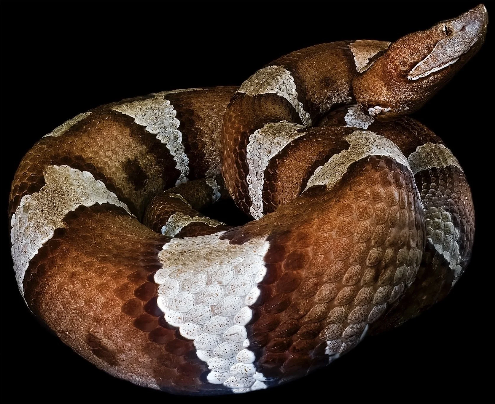 Southern and broad-banded copperheads — Exotica Esoterica
